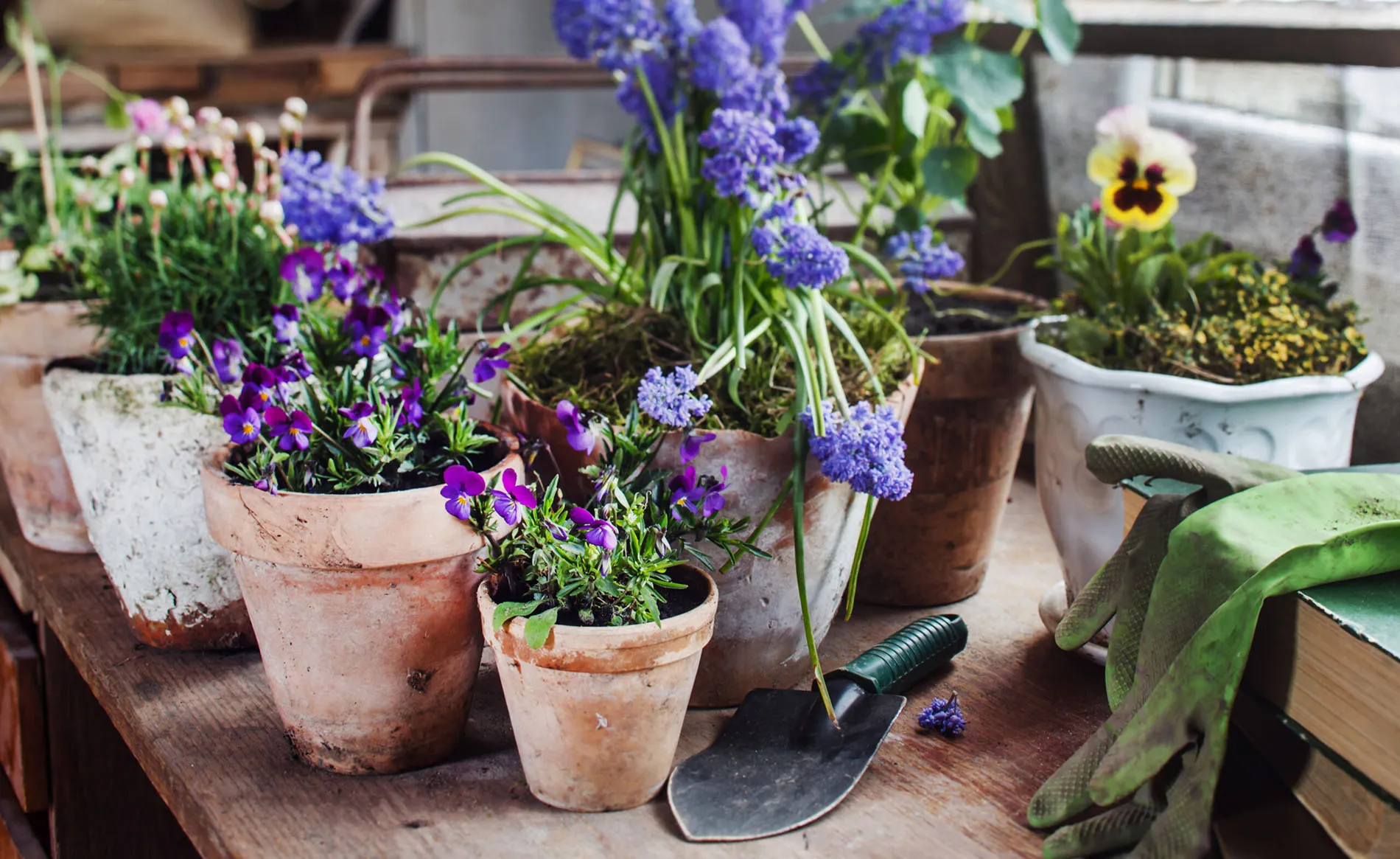 spring flowers